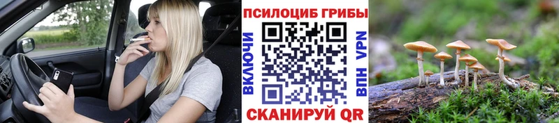 продажа наркотиков  Ядрин  Псилоцибиновые грибы Magic Shrooms 